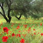 Mohn ist auch eine Blume