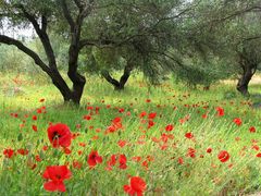 Mohn ist auch eine Blume