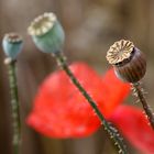 Mohn ist auch eine Blume