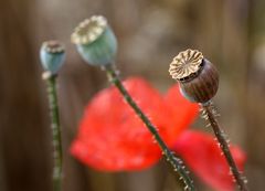 Mohn ist auch eine Blume