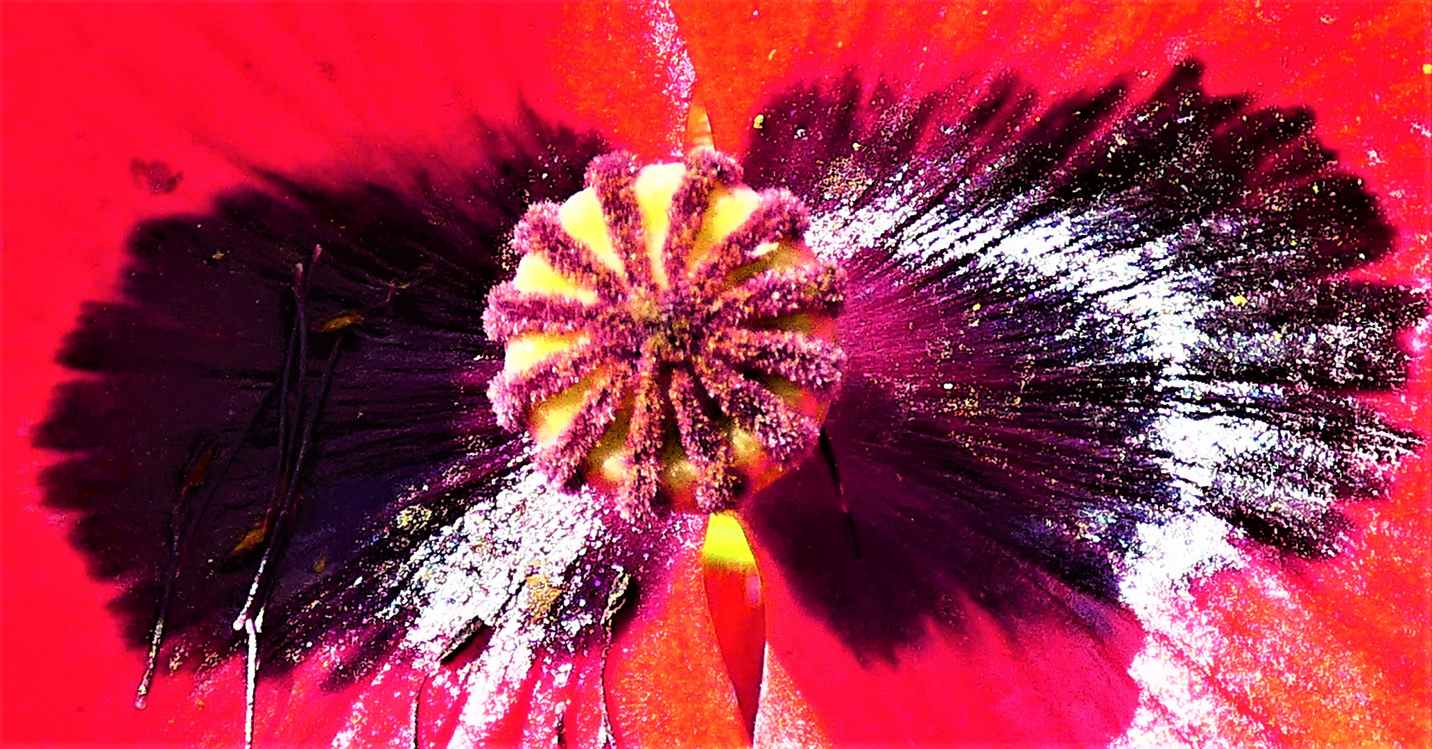 Mohn ist auch eine Blume