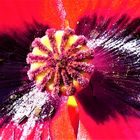 Mohn ist auch eine Blume