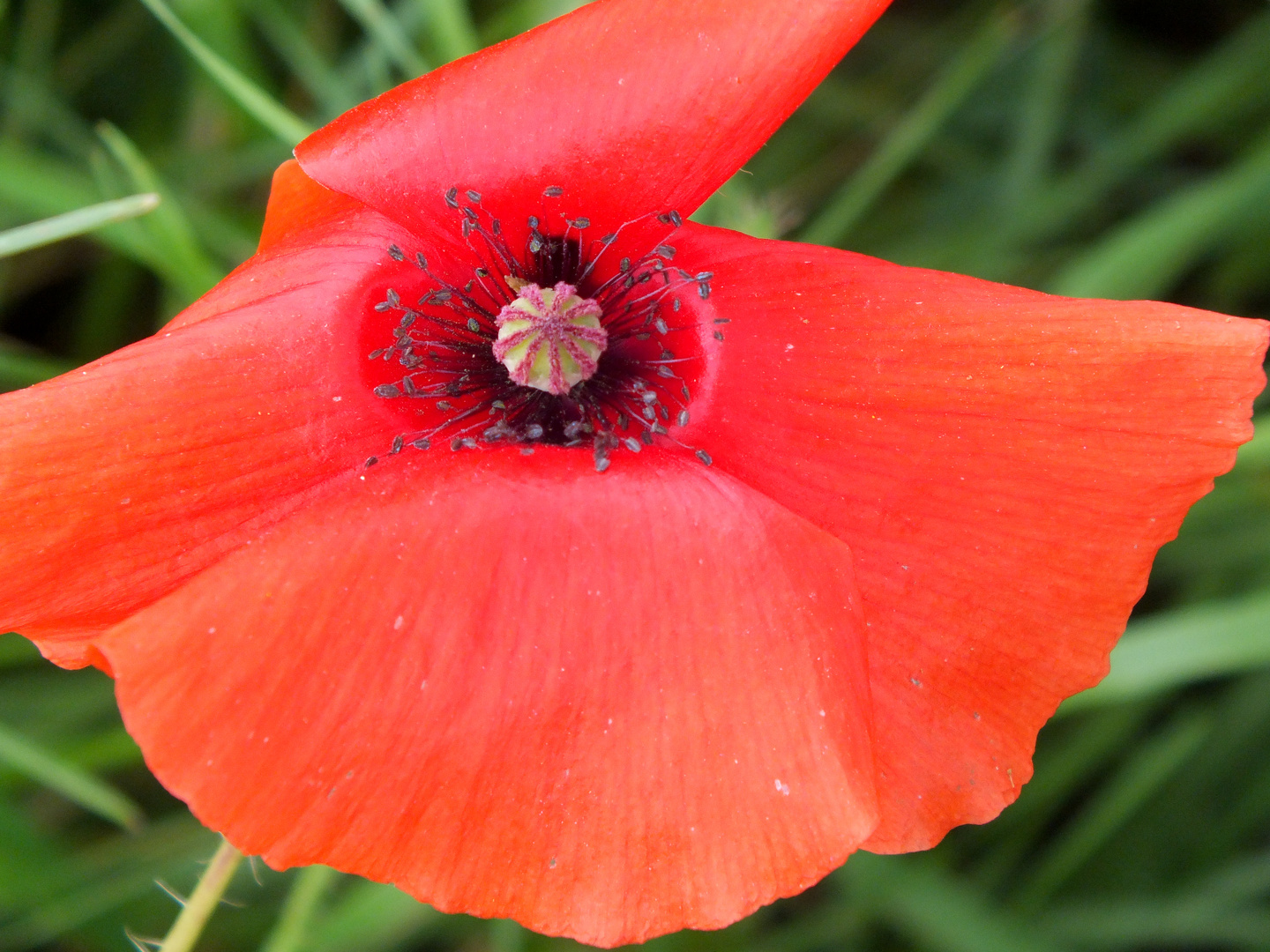 Mohn ist auch eine Blume