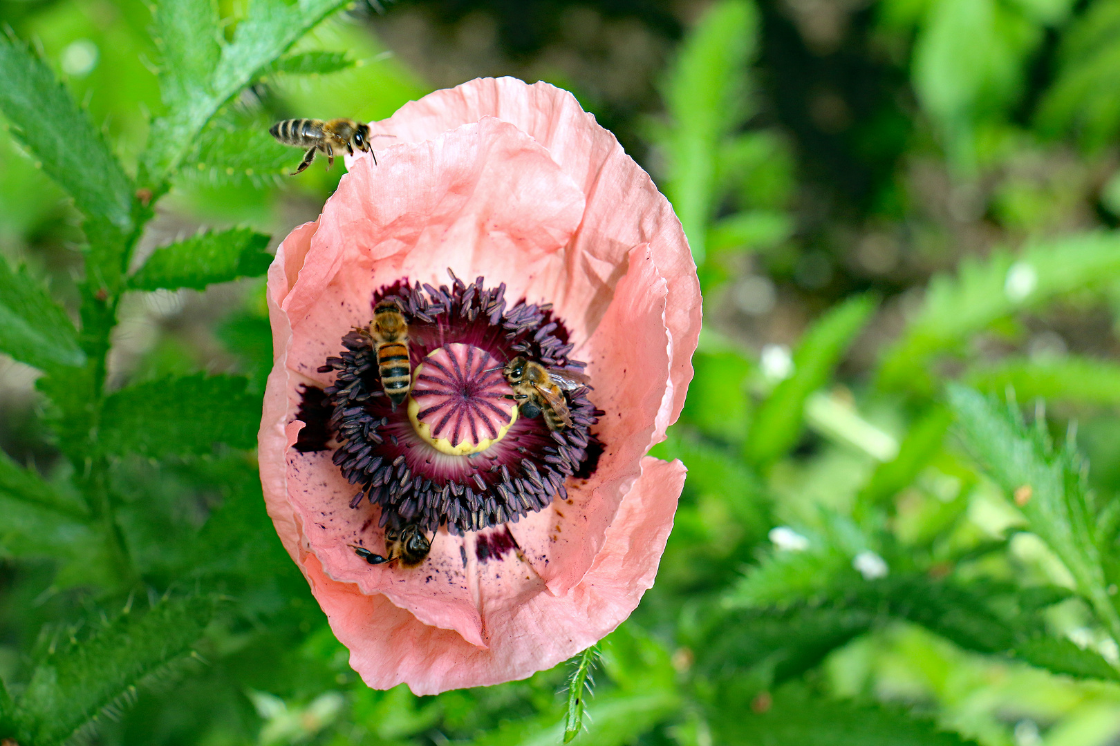 Mohn ist auch eine Blume.......