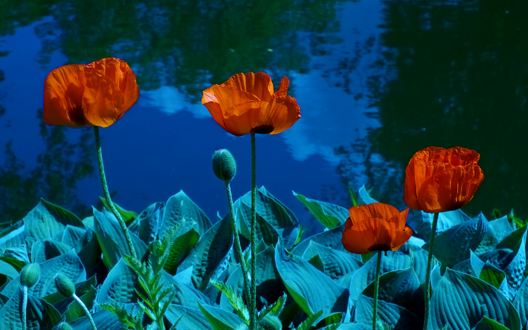 Mohn ist auch eine Blume