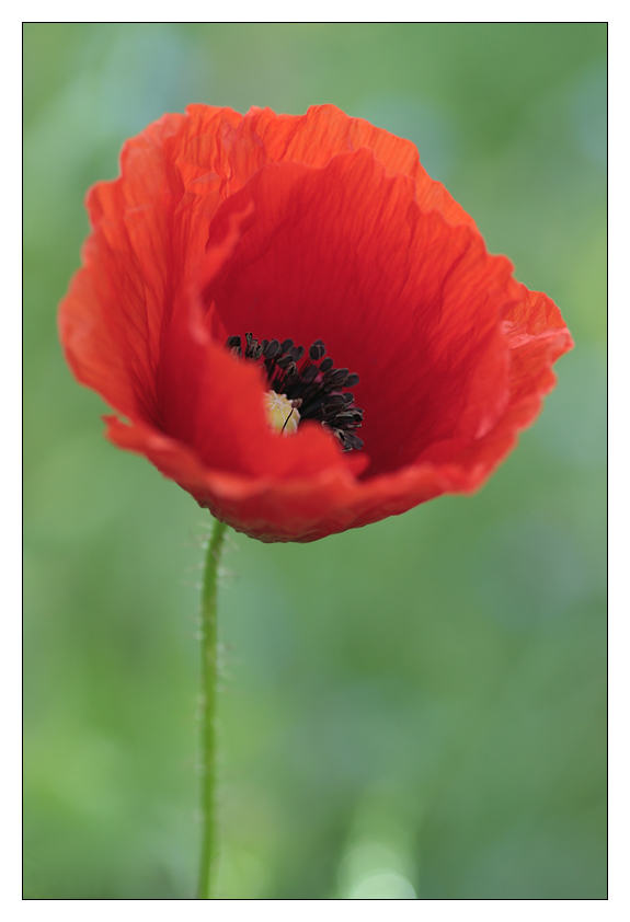 Mohn ist auch eine Blume