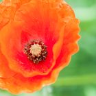 Mohn ist auch eine Blume