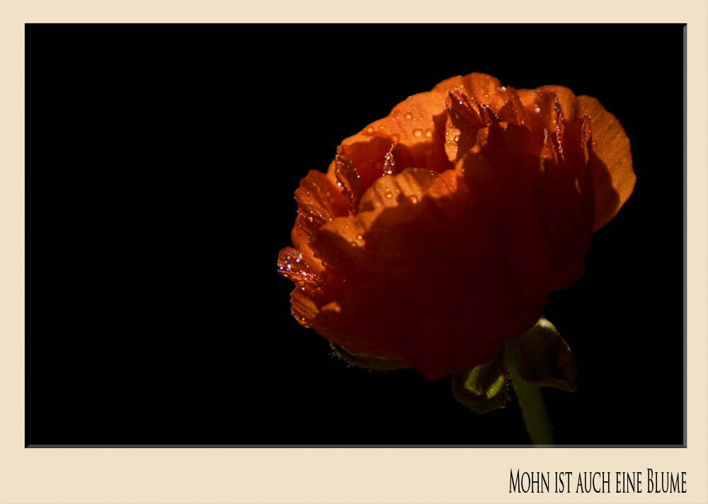 Mohn ist auch eine Blume Foto & Bild | pflanzen, pilze & flechten