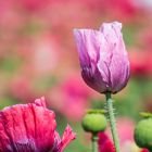 Mohn ist auch eine Blume in verschiedenen Farbnuancen