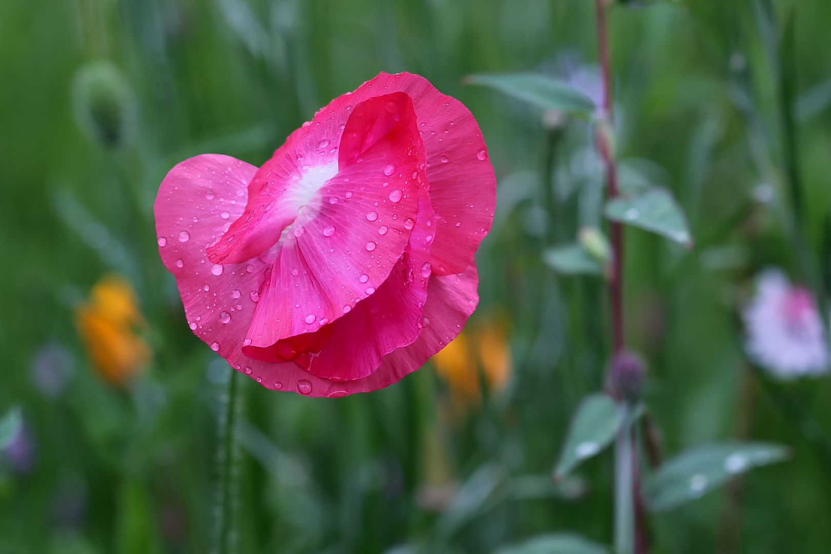 Mohn ist auch in dieser Farbe wunderschön