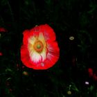 Mohn ist auch nur eine Blume....