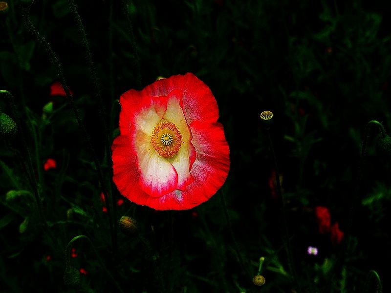 Mohn ist auch nur eine Blume.... von Peter Wiedner