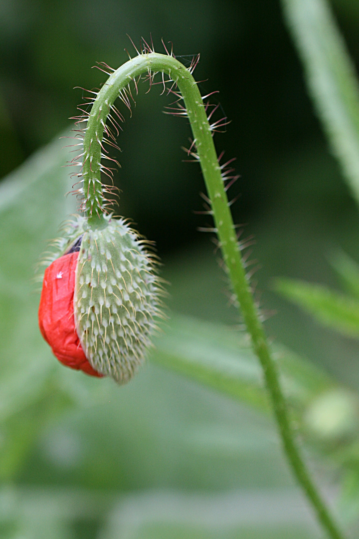 Mohn ist auch nur eine Blume