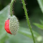 Mohn ist auch nur eine Blume