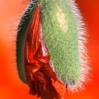 Mohn ist auch nur eine Blume