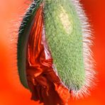 Mohn ist auch nur eine Blume