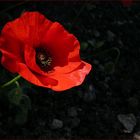 Mohn ist eigensinnig (1)