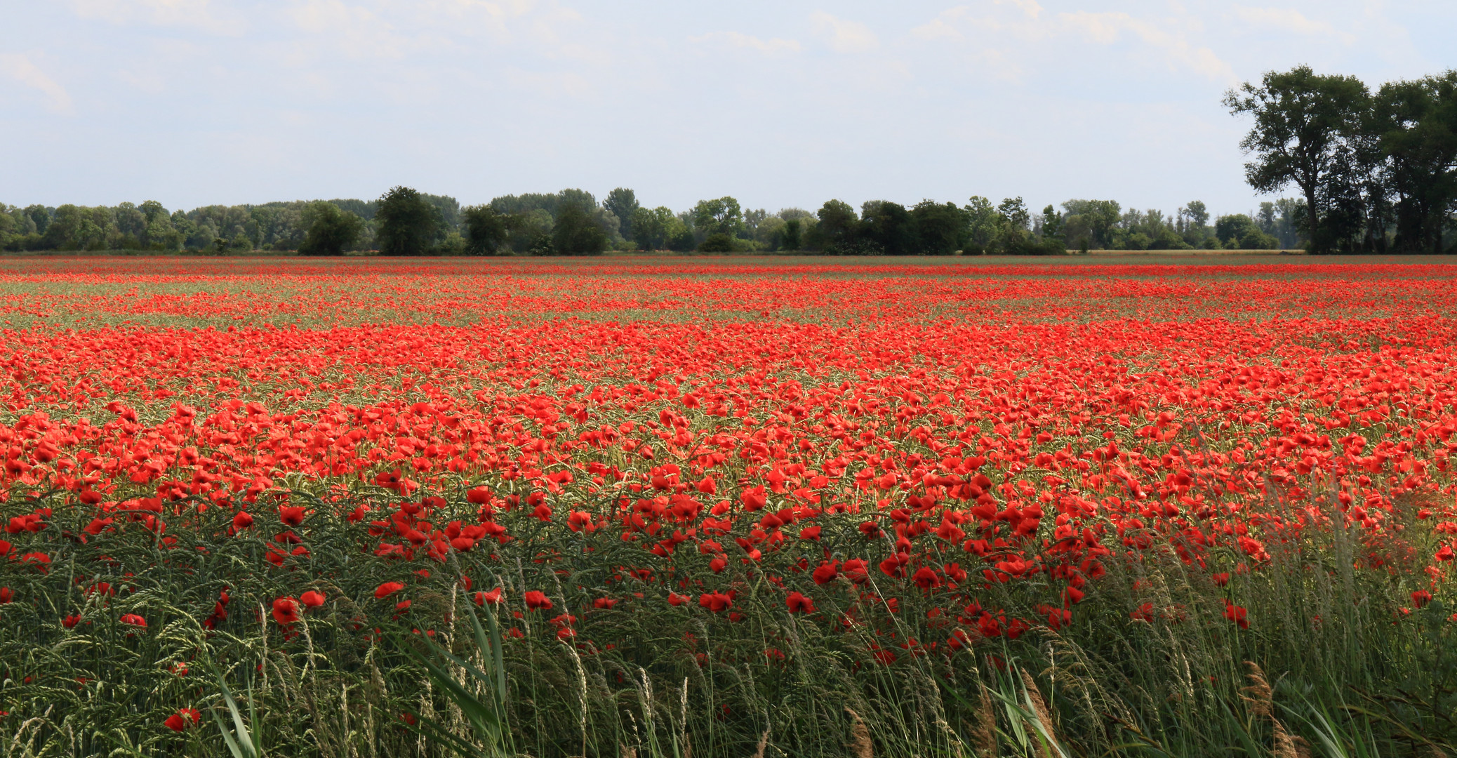 Mohn ist einfach schön !