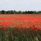 Mohn ist einfach schön !