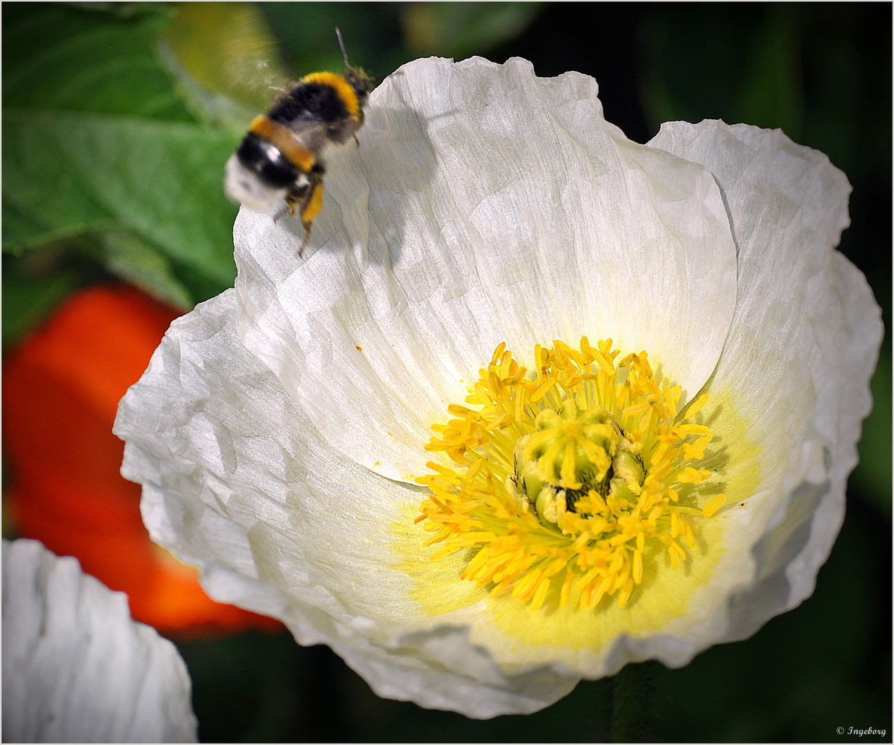 Mohn ist einfach unwiderstehlich . . .