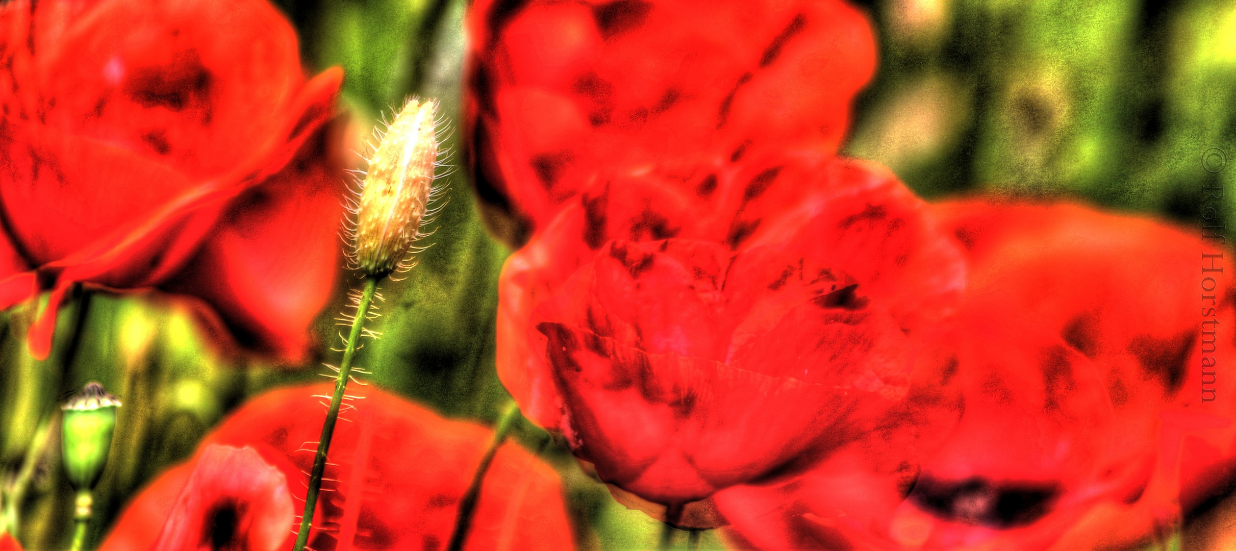 Mohn ist geil