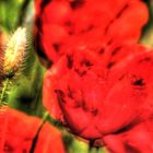 Mohn ist geil