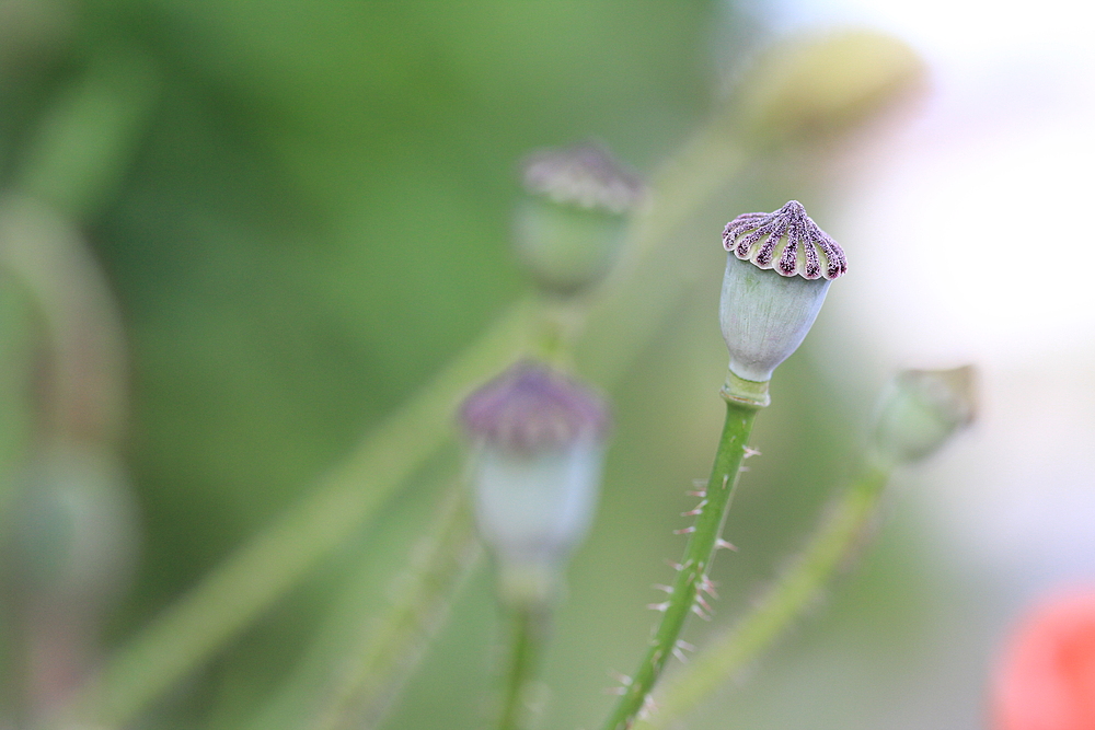 Mohn ist immer schön