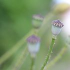 Mohn ist immer schön