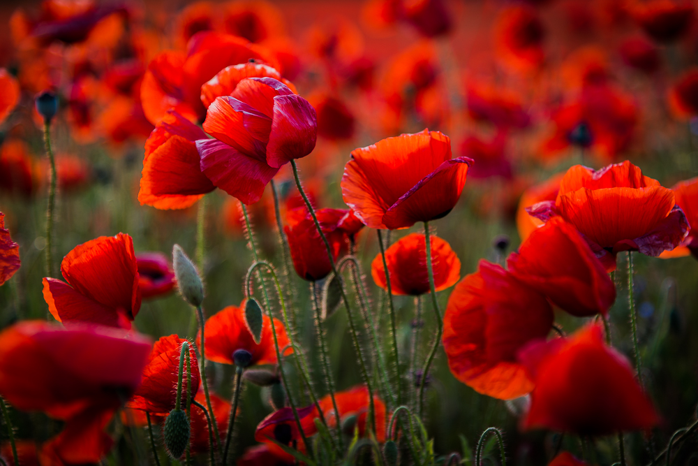 Mohn ist toll!