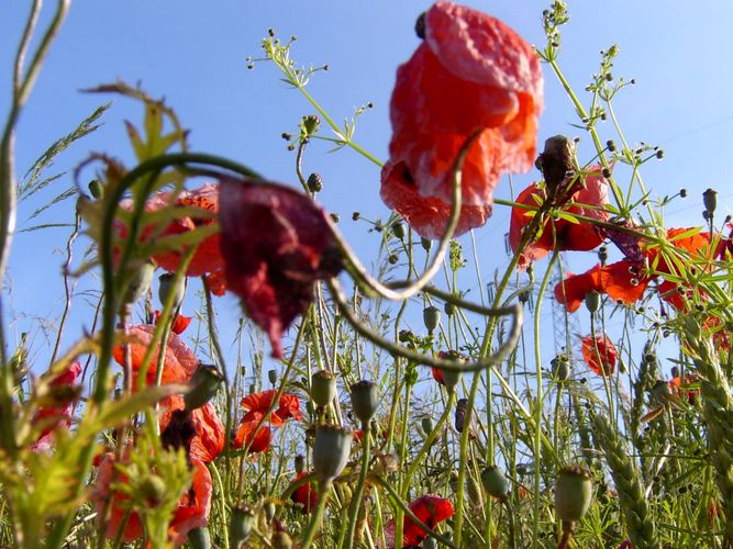 Mohn ist vergänglich...