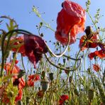 Mohn ist vergänglich...