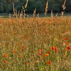 Mohn ist wieder da | 1