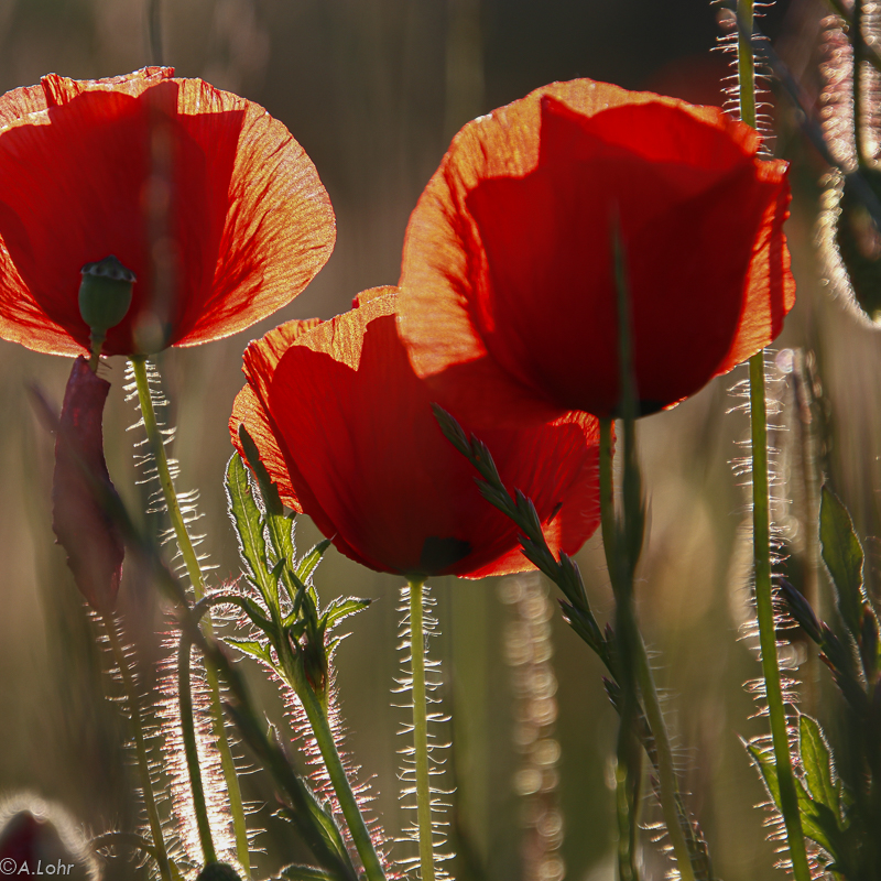 Mohn ist wieder da | 2