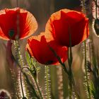 Mohn ist wieder da | 2