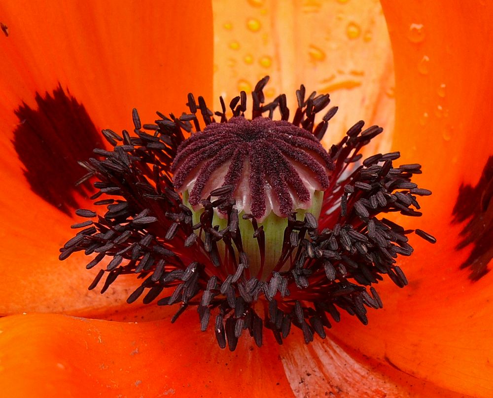 Mohn IV