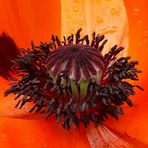 Mohn IV