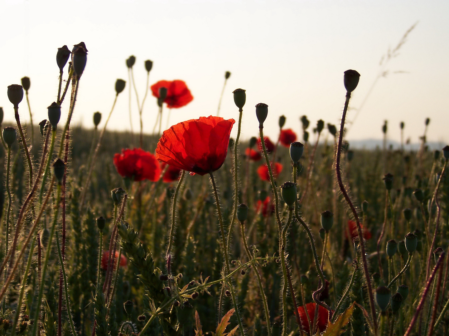 Mohn IV