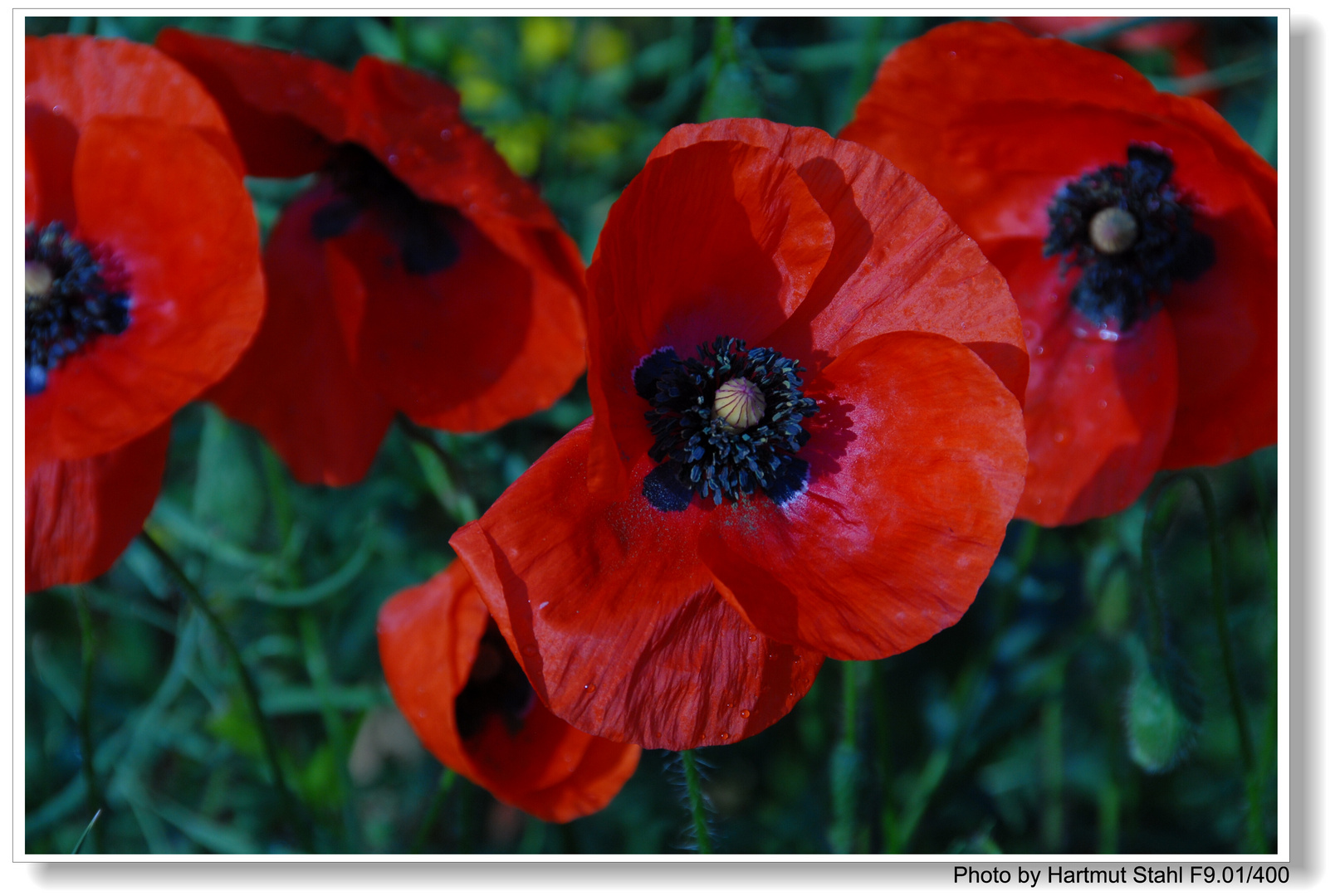 Mohn IV (Amapola IV)