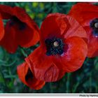 Mohn IV (Amapola IV)