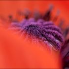 Mohn IV