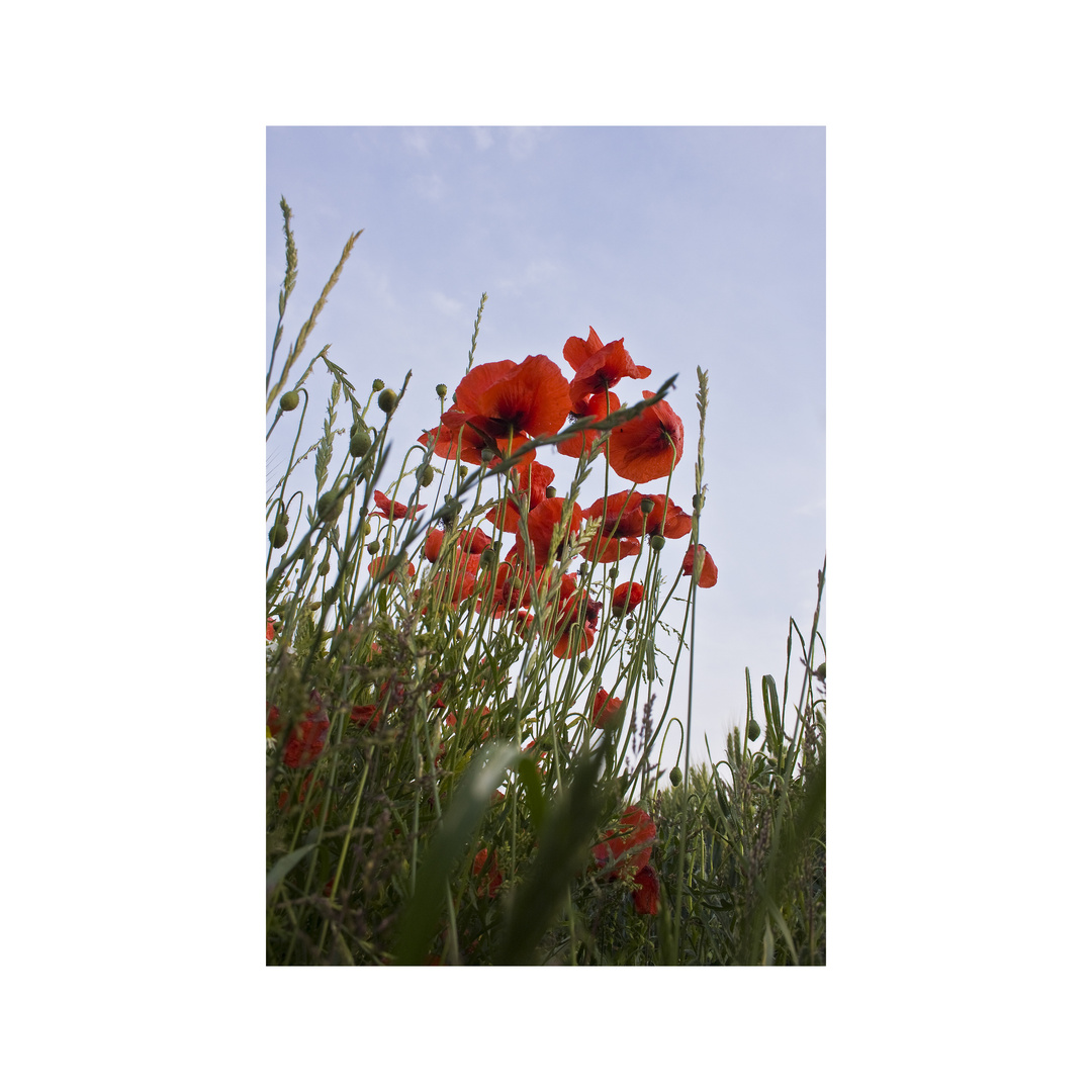 Mohn IV