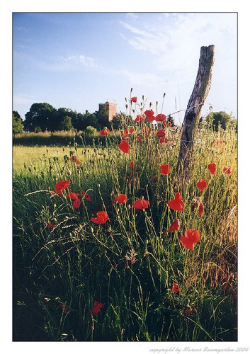 Mohn IV