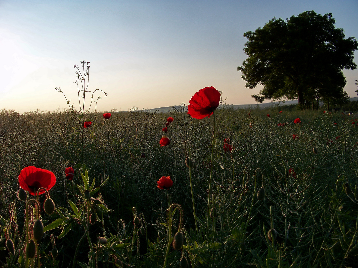 Mohn IX