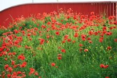 Mohn - jetzt ist er erntereif...