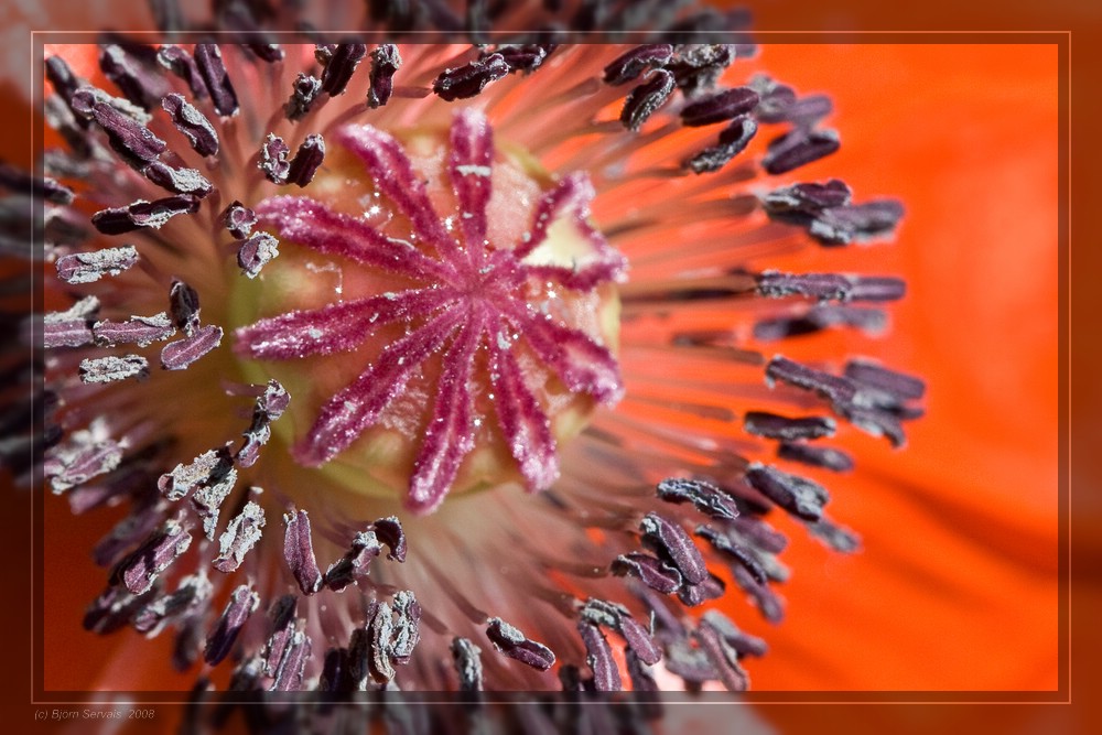 Mohn jetzt mit Klatsch