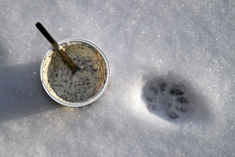 Mohn-Joghurt und Katzenpfotenabdruck im Schnee