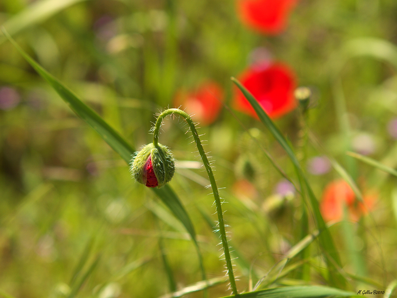 Mohn.... Jung...