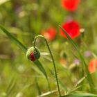 Mohn.... Jung...