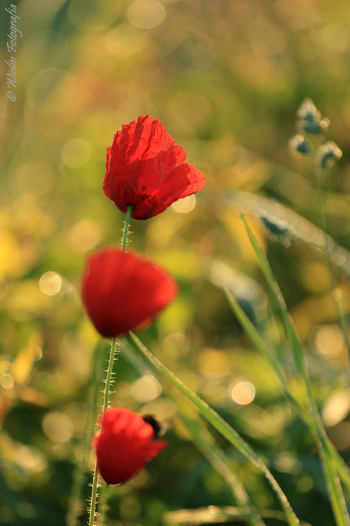 Mohn-Juni 1