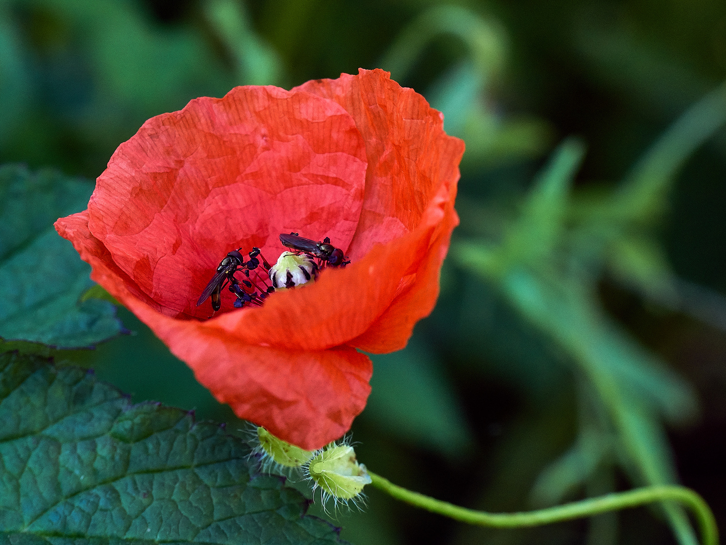 mohn-junkies